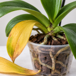 Phalaenopsis orchid with one yellowing lower leaf and a fallen yellow leaf
