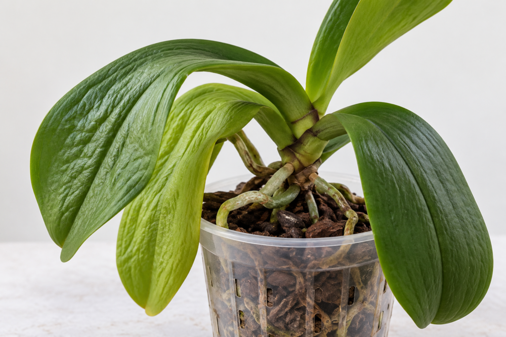 Why Are My Orchid Leaves Soft and Droopy