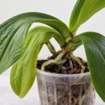 Why Are My Orchid Leaves Soft and Droopy