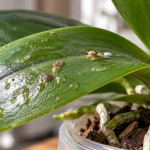 Close-up of glossy green Phalaenopsis orchid leaves with sticky residue, scale insects, and white mealybugs near the leaf base