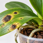 Learn what causes black spots on orchid leaves, how to distinguish sunburn from fungal or bacterial disease, and what to do to protect your orchid.