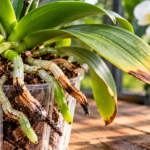 Orchid roots showing brown damaged tips and healthy green roots beside an orchid with brown leaf tips caused by possible fertilizer burn