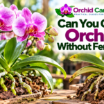 1. Healthy flowering Phalaenopsis orchid beside a less vigorous orchid, illustrating growth with and without supplemental fertilizer.