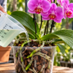 Gardener applying diluted fertilizer to a healthy Phalaenopsis orchid in a transparent pot