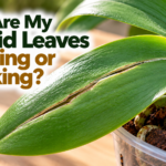 Phalaenopsis orchid with a visible lengthwise split in a green leaf