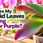 Phalaenopsis orchid with reddish purple pigmentation along the edges and undersides of its green leaves