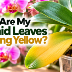 Phalaenopsis orchid with a yellowing lower leaf and healthy green leaves, showing a common orchid leaf problem