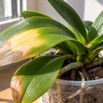 Phalaenopsis orchid with yellow and brown sunburn damage on its leaves